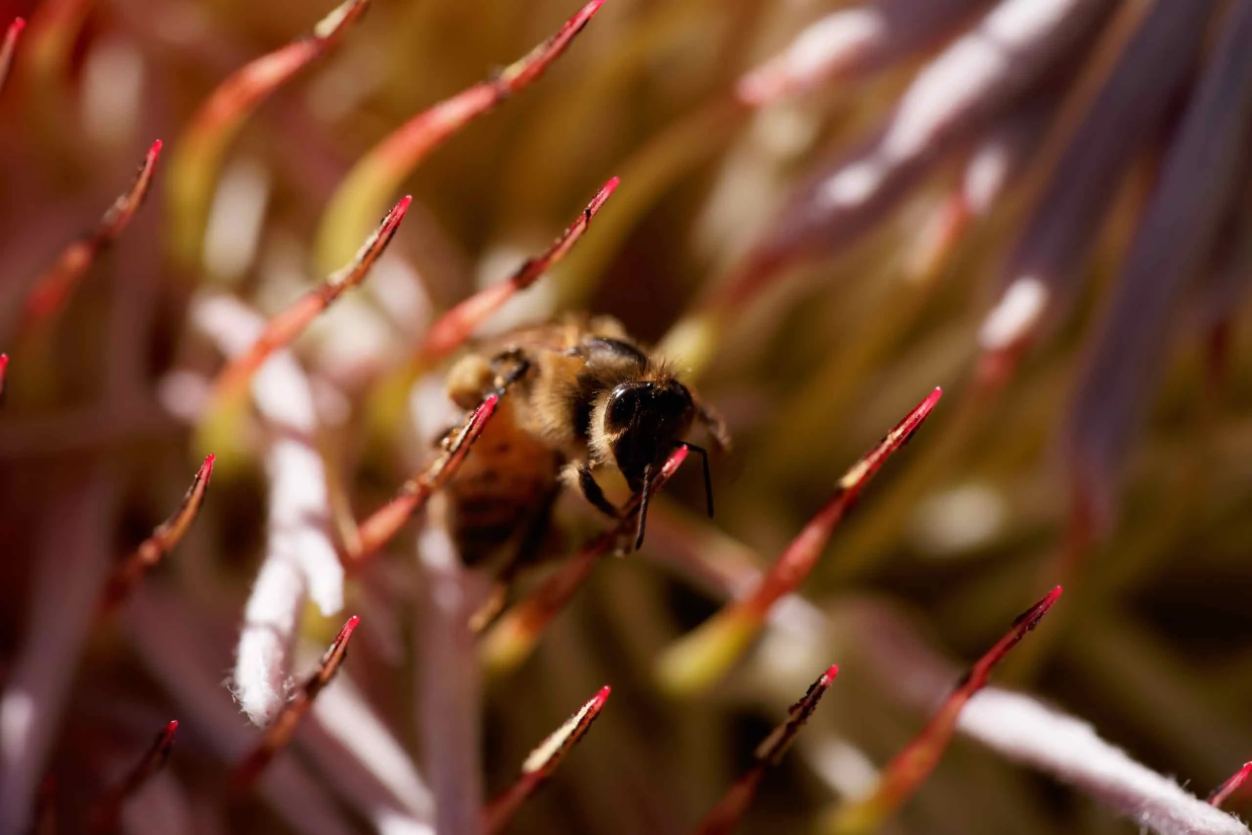 Markdown Cheat Sheet featured image